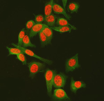 Anti-SF3A3 Antibody