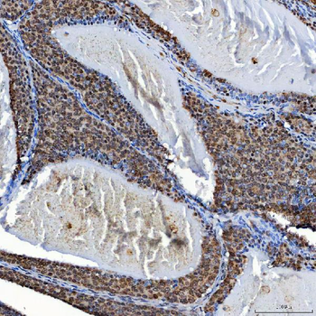 Anti-SF3A3 Antibody