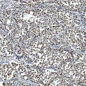 Anti-SF3A3 Antibody