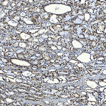 Anti-SF3A3 Antibody