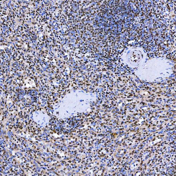 Anti-SF3A3 Antibody