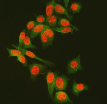 SF3A3 Antibody