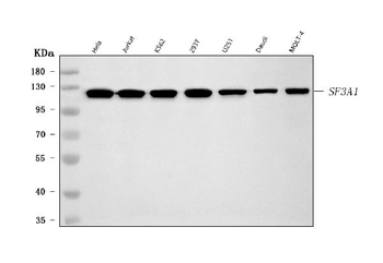 Anti-SF3A1 Antibody