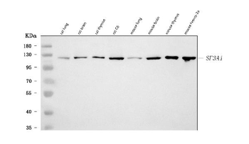 Anti-SF3A1 Antibody