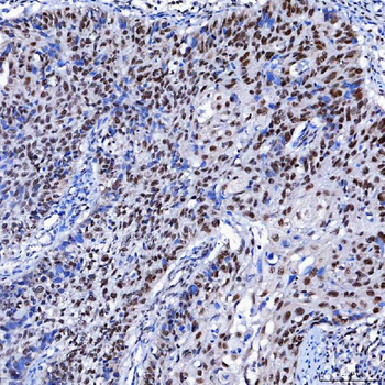 Anti-SF3A1 Antibody