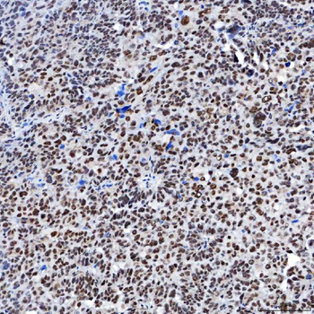 Anti-SF3A1 Antibody