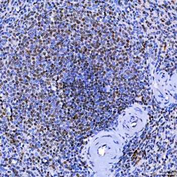 Anti-SF3A1 Antibody