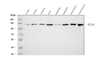 SF3A1 Antibody