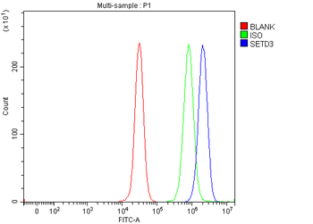 Anti-SETD3 Antibody