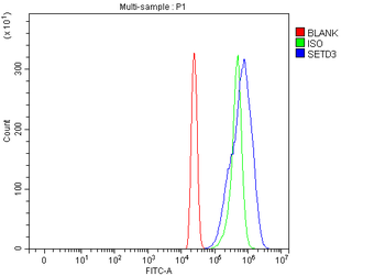 Anti-SETD3 Antibody