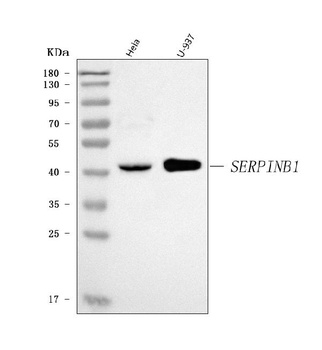 PI2/SERPINB1 Antibody