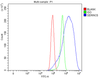 Anti-SERINC5 Antibody