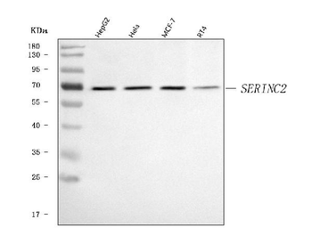 Anti-SERINC2 Antibody