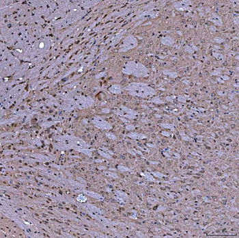 Anti-SERAC1 Antibody