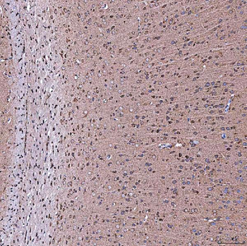 Anti-SERAC1 Antibody
