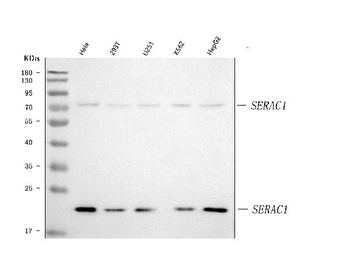 Anti-SERAC1 Antibody