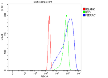 Anti-SERAC1 Antibody