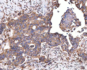 Anti-SERAC1 Antibody