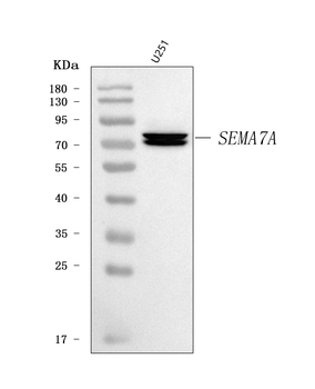 Anti-Semaphorin 7a/SEMA7A Antibody