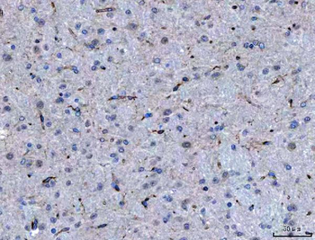 Anti-SEMA4F Antibody