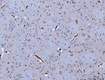 Anti-SEMA4F Antibody