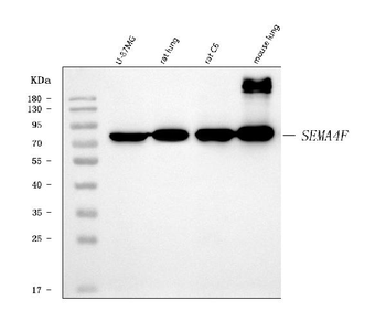 Anti-SEMA4F Antibody