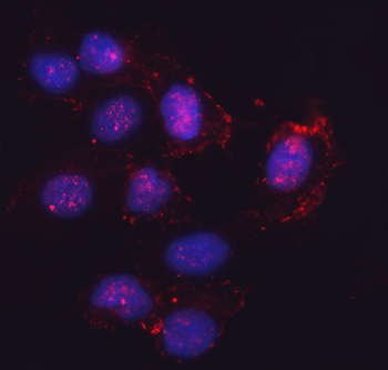Anti-SEMA4F Antibody