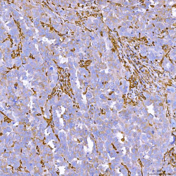 Anti-SEMA4F Antibody
