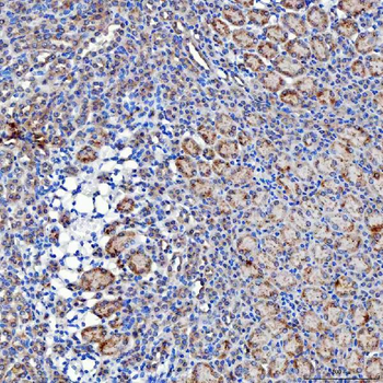 Anti-SELENOT Antibody