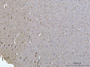 Anti-SELENOT Antibody