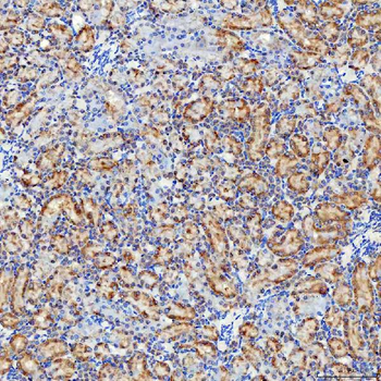Anti-SELENOT Antibody