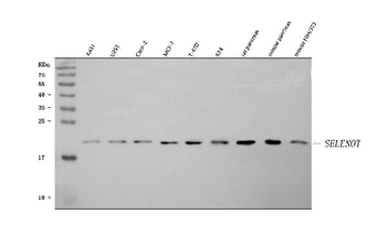 Anti-SELENOT Antibody