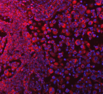 Anti-SELENOT Antibody