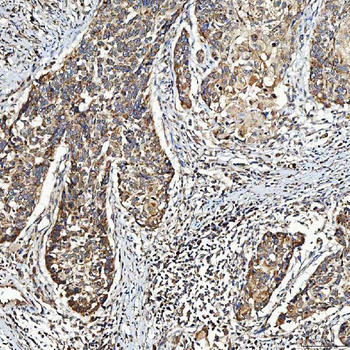 Anti-SELENOT Antibody