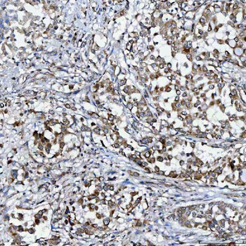 Anti-SELENOT Antibody