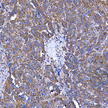 Anti-SELENOT Antibody