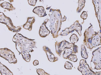 Anti-SELENOT Antibody