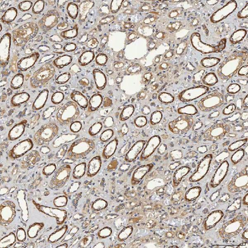 Anti-SELENOT Antibody