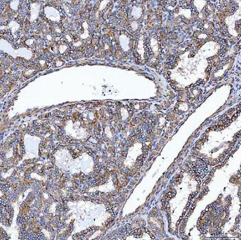 Anti-SELENOT Antibody