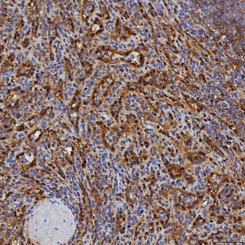 Anti-SBP/SELENBP1 Antibody
