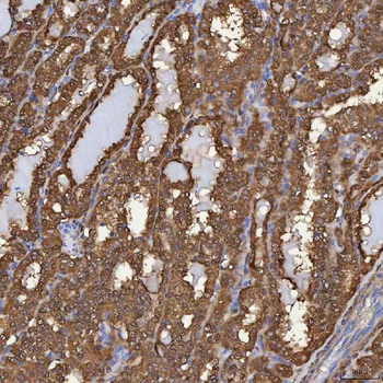 Anti-SBP/SELENBP1 Antibody