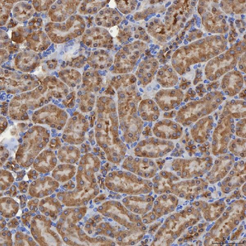 Anti-SEC31A Antibody