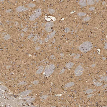 Anti-SEC31A Antibody