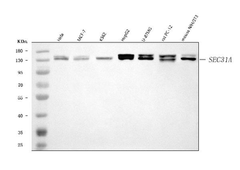 Anti-SEC31A Antibody