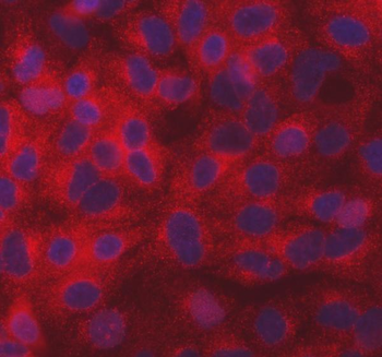 Anti-SEC31A Antibody