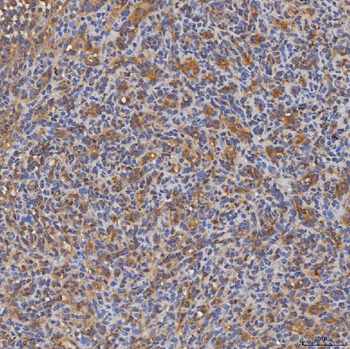 Anti-SEC31A Antibody