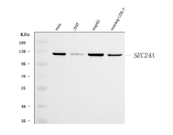 Anti-SEC24A Antibody