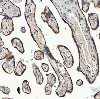 Anti-SEC23IP Antibody