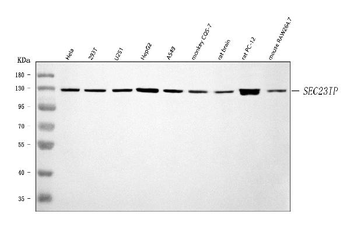 Anti-SEC23IP Antibody