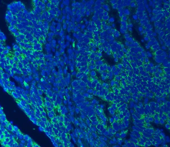 Anti-SEC23IP Antibody